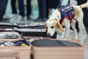 Olympics: South Korea deploys sniffer dog to screen for bedbugs after Paris Games