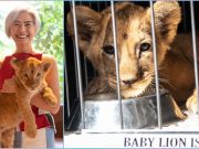 ‘Does not belong to the zoo’: Manila Zoo told after baby lion ‘Isla’ donation