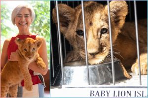 ‘Does not belong to the zoo’: Manila Zoo told after baby lion ‘Isla’ donation