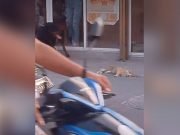 ‘Deeply alarmed’: PAWS on viral video of dog handler allowing pet to maul cat Dog mauling cat