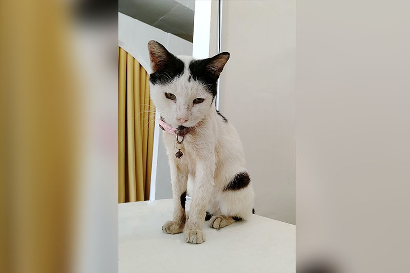 ‘Heartless’: Photo studio laments rescued senior cat allegedly hit by driver