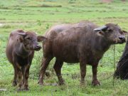 ‘Distinct’ and ‘extinct’: Report on two water buffalos being distinct species goes viral
