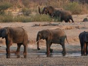 Zimbabwe to cull 200 elephants to feed people left hungry by drought
