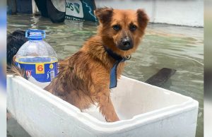PAWS_animal evacuation