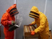 Colombian scientists develop supplement to protect bees from pesticides