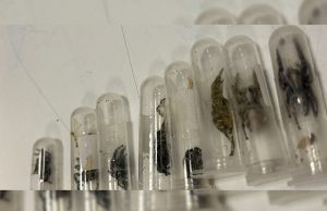 Spiders_BOC