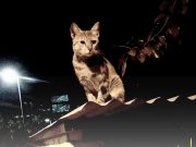 Animal orgs urge Pinoys to celebrate New Year’s Eve responsibly