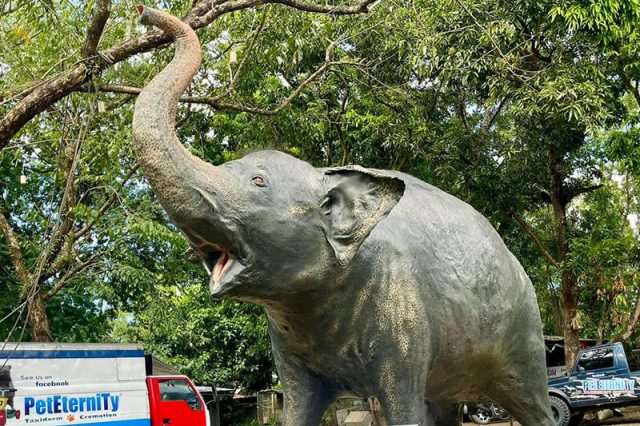 Mali the elephant