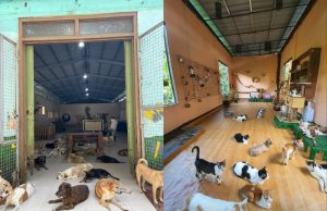 Pawssion Project