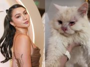 Vlogger Angel Dei calls out pet grooming service after cat is returned with injuries
