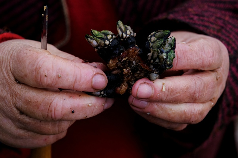 The barnacle, Spaniards’ favorite Christmas dish, imperiled by climate change