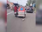 PAWS to push for sanctions against motorists who use vehicles to torture animals Cat_tricycle driver