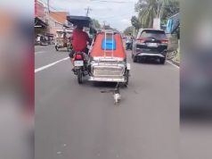 Cat_tricycle driver