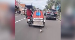 Cat_tricycle driver