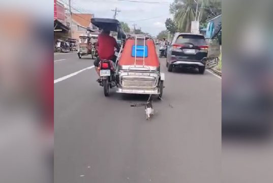 Cat_tricycle driver