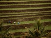 Rice harvest