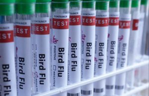 Philippines reports bird flu outbreak among backyard birds, WOAH says