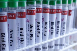 Philippines reports H5N1 bird flu outbreak in backyard birds in Oriental Mindoro