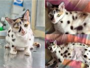 ‘Unfurgettable client’: How rescued cat ‘Perdita’, now ‘Cleopatra’ found fur-ever home