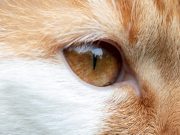 Cat community seeks help identifying person who poured ‘scalding water’ on senior cat