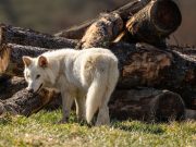 US company resurrects the extinct dire wolf, or some version of it