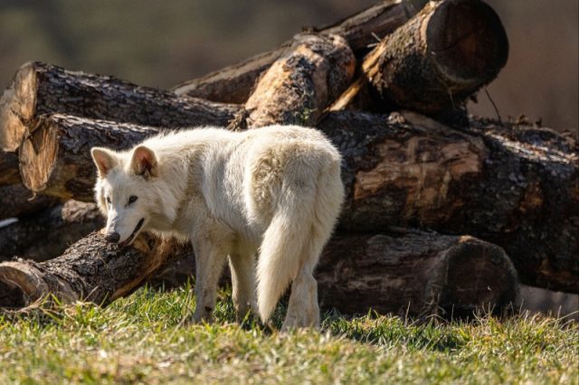 dire-wolf