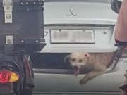 Driver called out for transporting dog in vehicle trunk