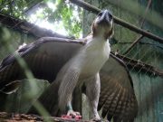 ‘Magnificent species’: Adoption of Philippine eagle Dagitab renewed