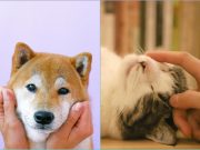 Promoting social inclusion through pet companionship