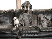 ‘Su-paw-star pups’: What happened when world’s tallest, shortest dogs meet