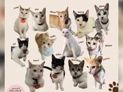 Pasig condo residents seek answers over mysterious disappearance of 13 cats