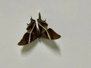 Invasion? Pinoys document moth sightings around Metro Manila