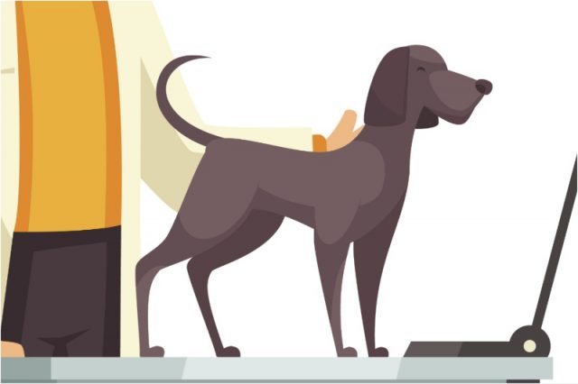 Dog on top of table