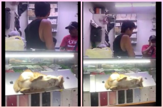 cat-shop