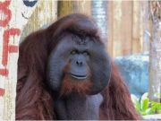 ‘You are special’: Avilon Zoo patrons mourn Joey, orangutan who passed away