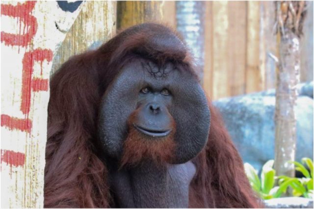 joey-orangutan