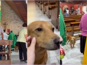 ‘Banal na aso’: Pet dog joins mass at Las Piñas Church