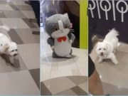 Viral: Pet dog is terrified of giant cat mascot at QC shopping mall
