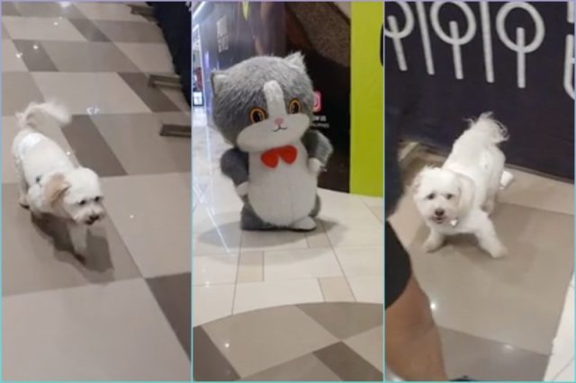 pet-dog-mascot