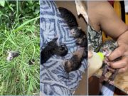 Kind passerby rescues kittens dumped in bush in Davao