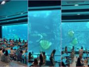 Watch: Diver twirls round giant stingray during feeding at aquarium