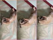 ‘Awa na lang talaga’: Dog covers ears while owner sings in Pampanga