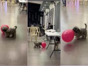 Video of a dog playing with red balloon in Catbalogan spreads joy among viewers
