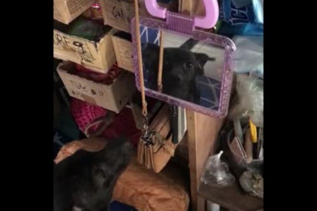 dog-reflection