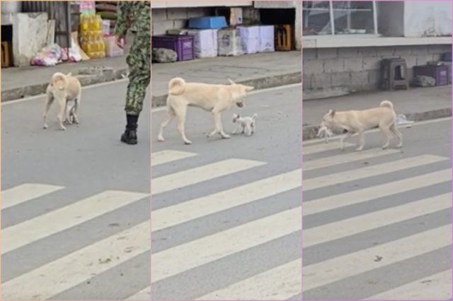 dog-rescue-cat