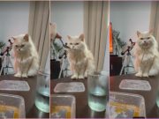 For another bite: Hungry cat waits patiently for snack while owner enjoys dessert