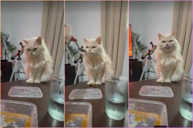 hungry-cat