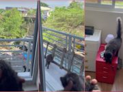 ‘Ayaw mo umuwi ah’: Resident uses kitten to call mother cat back home