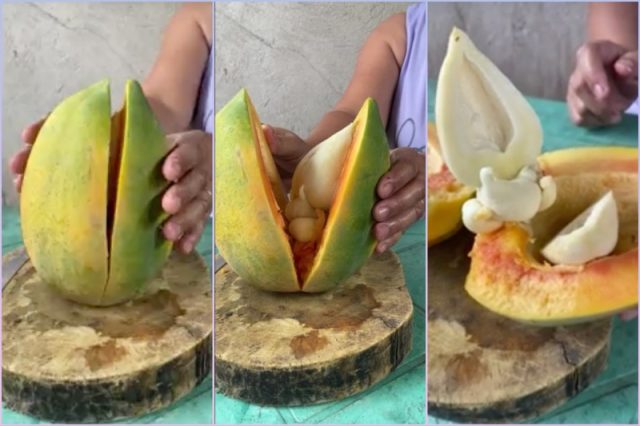 papaya