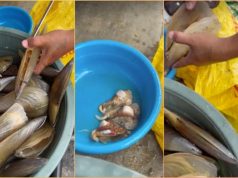 Fisherman pries open freshly harvested pen shells in Bicol
